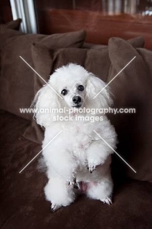 toy poodle balancing on two back legs
