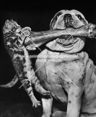 Bulldog holding up a bone from which a kitten is hanging