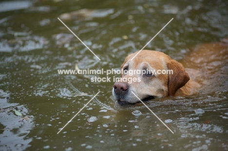 yellow labrador retriever swimming