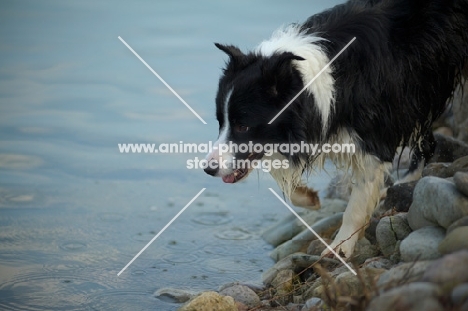black and white border collie walking on the lake shore