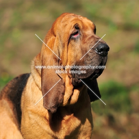 Champion Bloodhound