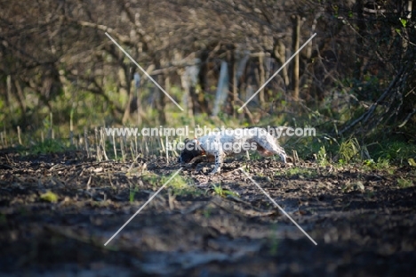 english springer spaniel hunting