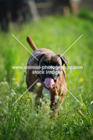 Boxer with toungue out running in a grass field