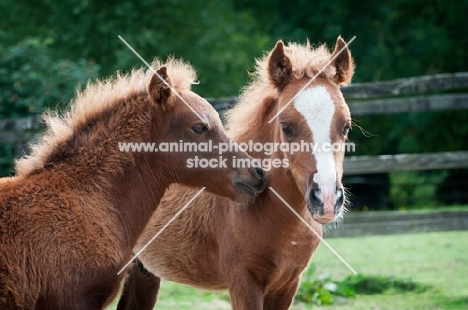 two falabella foals in green field