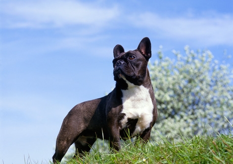 French Bulldog