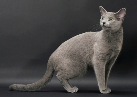 Russian Blue