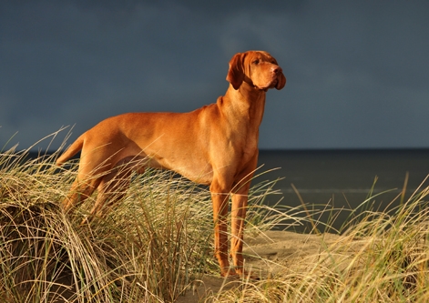 the target dog breed. dog breeds list with pictures.