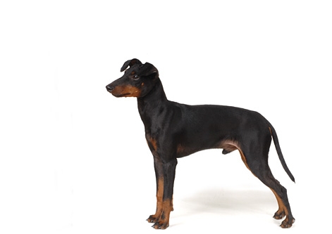 Manchester Terrier