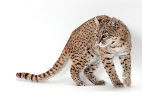 Geoffroy Cat