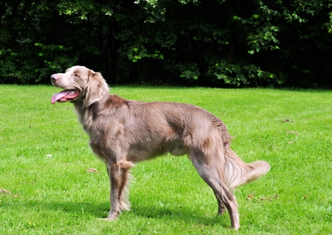 Weimaraner