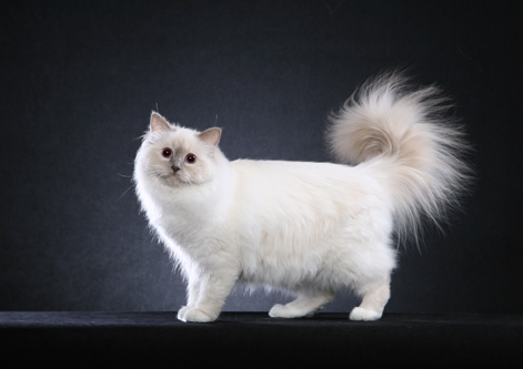 Birman