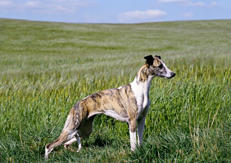 Whippet