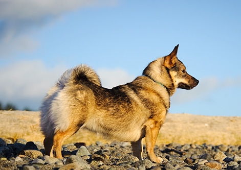 Swedish Vallhund