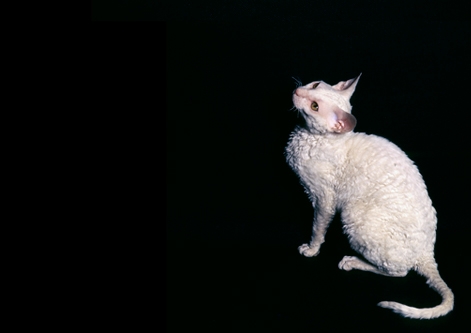 Cornish Rex