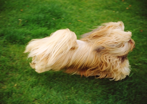 Lhasa Apso