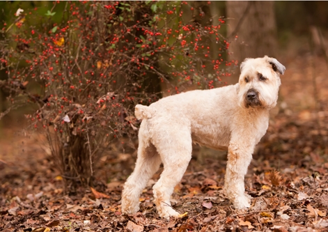 Soft Coated Wheaten Terrier