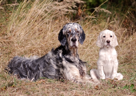 English Setter