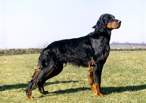 Gordon Setter