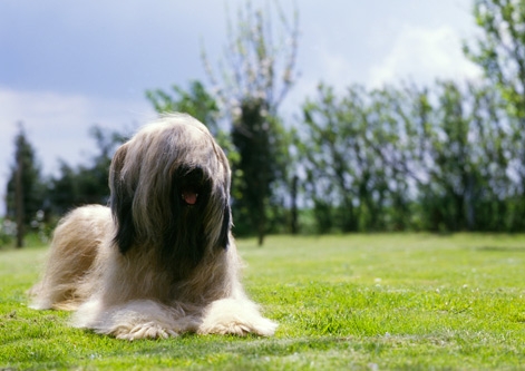 Briard