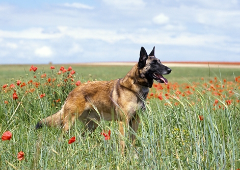 Malinois