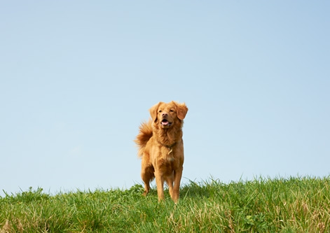 Nova Scotia Duck Tolling Retriever