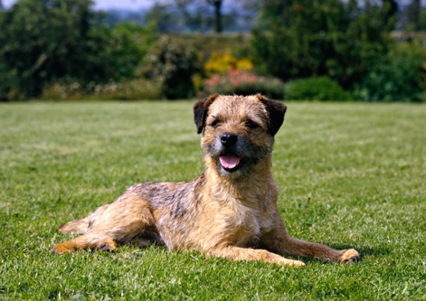 Border Terrier