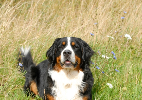 Bernese Mountain Dog