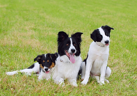 Border Collie