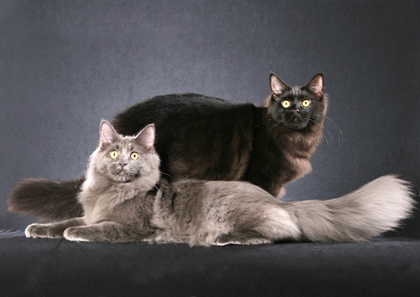 Maine Coon