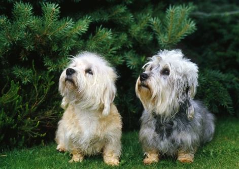 Dandie Dinmont