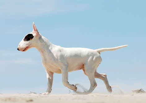 Bull Terrier