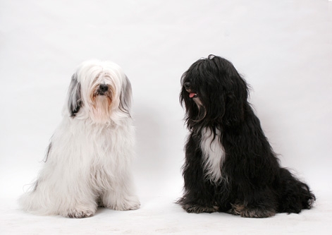 Tibetan Terrier