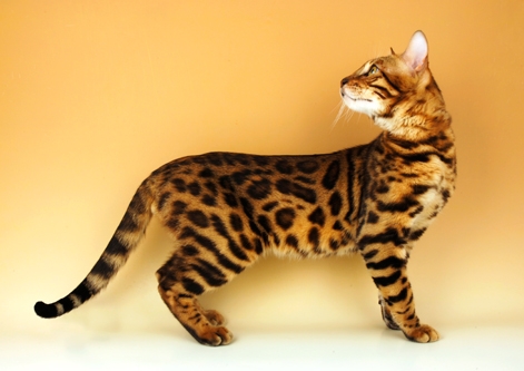 Animal Photography | Bengal cat stock images, picture / photo ideas 