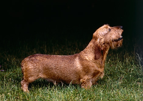 Dachshund