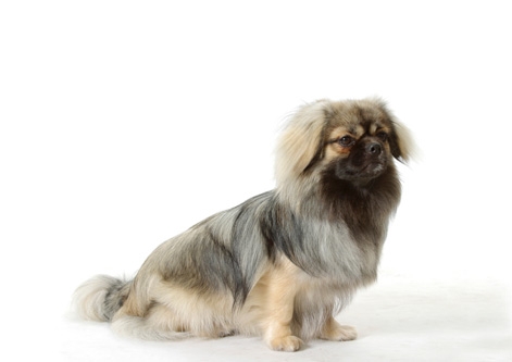 Tibetan Spaniel