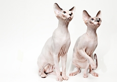 2 Sphynx cats, Photo © Animal Photography, Vidar Skauen