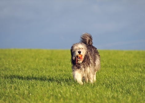 Polish Lowland Sheepdog