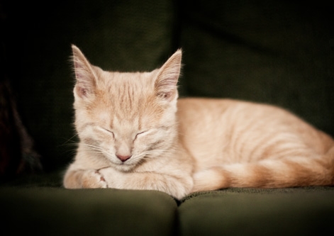 Siamese Cat, Animal Photography, Helmi Flick