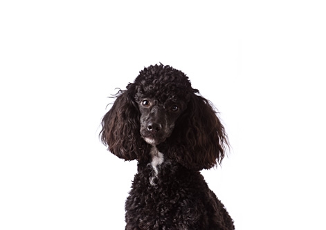 Miniature Poodle