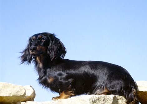 Dachshund