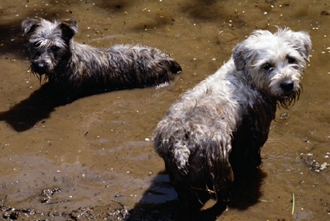 AP-1GU5I6 - Glen of imaal terriers looking mischievous in muddy water, Photo by Sally Anne Thompson 