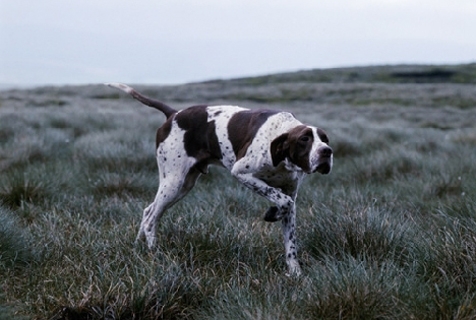 AP-1J8GQU - English pointer, Champion Waghorn Statesman, on point in moorland, Photo by Sally Anne Thompson 