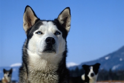 AP-1SGL7C - Siberian husky at sled dog races in Austria, Photo by Sally Anne Thompson