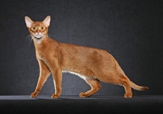 Abyssinian_Cinnamon_Photo_©_Animal_Photography_Helmi_Flick