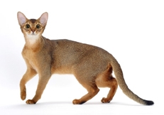 Abyssinian_Ruddy_Photo_©_Animal_Photography_Tetsu_Yamazaki