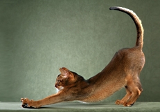 Abyssinian cat, Photo © Animal Photography, Helmi Flick