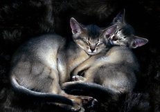 Abyssinian kittens, Photo © Animal Photography, Alan Robinson Abyssinian kittens, Photo © Animal Photography, Alan Robinson