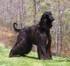Afghan Hound photo by Sally Anne Thompson Animal Photography