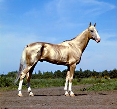 Akhal Teke, a stunning golden horse, Photo © Animal Photography, Sally Anne Thompson 