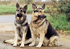 Alsatian